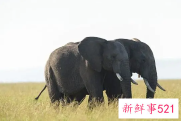 女人梦见两只大象