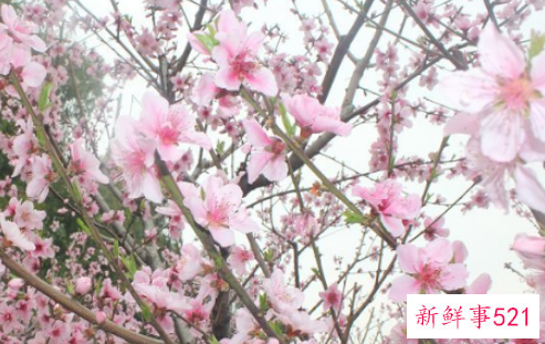 梦见桃花代表什么