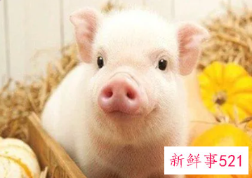 梦见母猪生下六头小猪