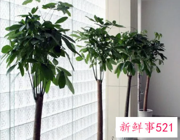 办公室植物的摆放和风水有什么关系