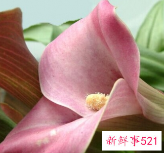 马蹄莲开花图片