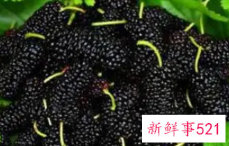 桑葚的功效作用与主治