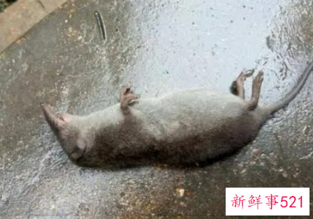 孕妇梦见老鼠死了是什么意思