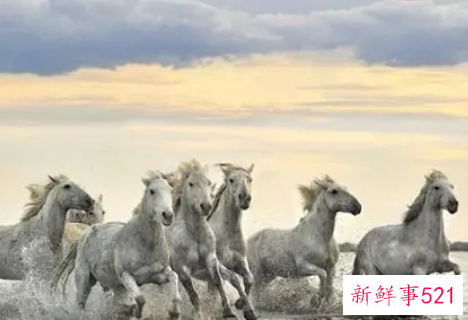 梦见兵荒马乱是什么征兆