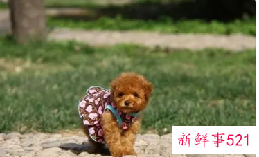 女泰迪狗的名字2022