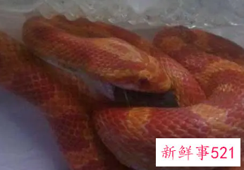 梦见红蛇在家里是什么意思