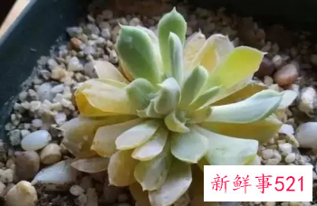 多肉植物侧芽怎么处理