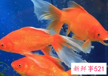 新手养鱼养什么观赏鱼好