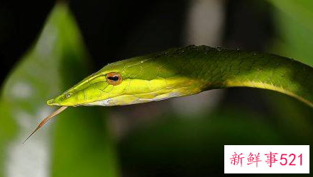 属蛇什么时辰出生好