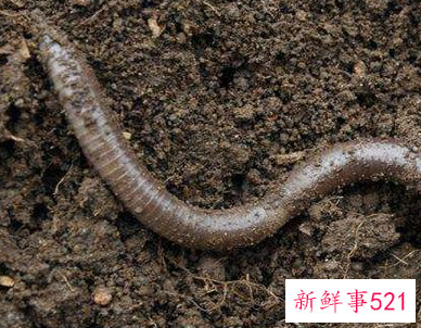 蚯蚓自己在家怎么养啊