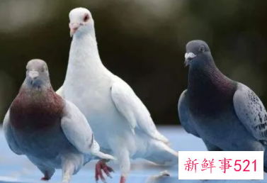 梦见一对鸽子是什么意思