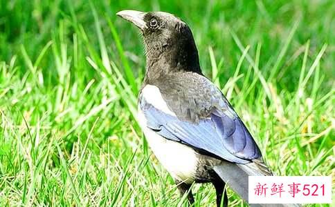 喜鹊进家有什么预兆