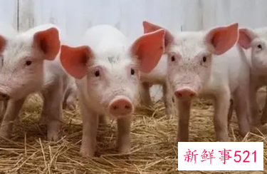 梦见母猪生下六头小猪