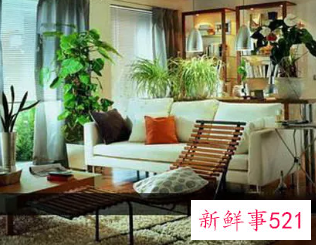 客厅最适合的盆栽植物