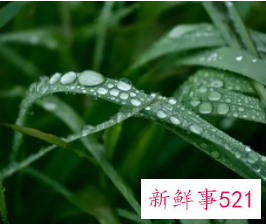 无根之水是什么