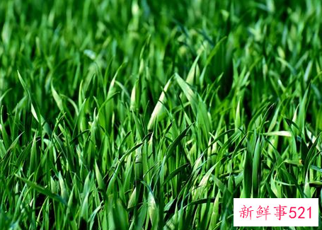 梦见拨草是什么意思呢