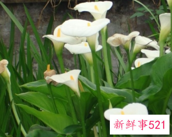 马蹄莲开花图片