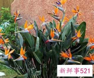 象征自由洒脱的花