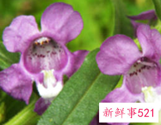 香水草的栽培要点