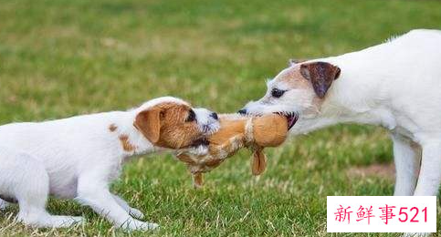 梦见狗被偷的寓意