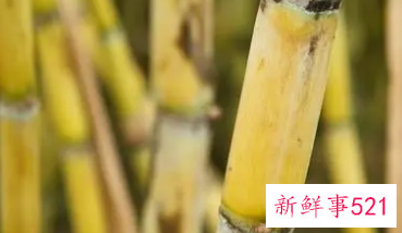 梦见吃甘蔗是什么征兆