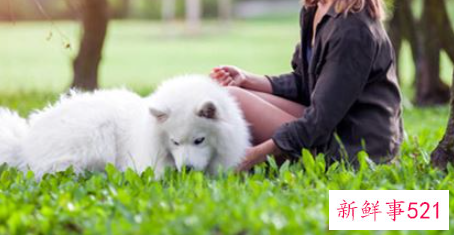 梦见狗被偷的寓意