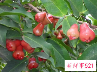 洋蒲桃的功效作用及药用价值