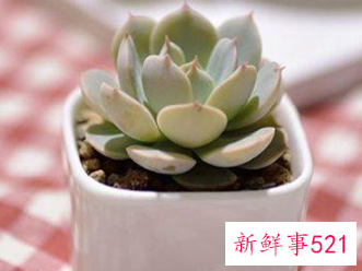 十二星座专属多肉