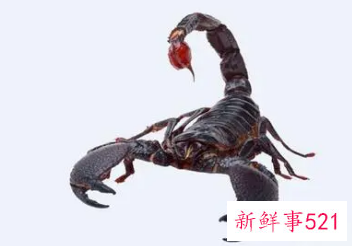 梦见打蝎子是什么意思