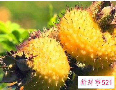 什么水果含维生素最高