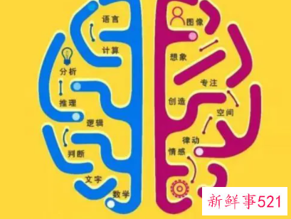 右脑发达的人的特点