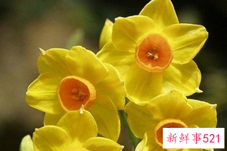 水仙花象征什么意义