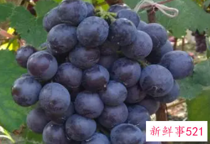 紫葡萄的功效与作用有哪些呢