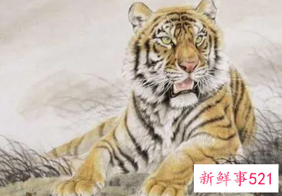 属虎和属猴的人合适吗