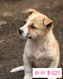 如何让狗狗不在家里大小便