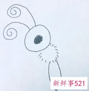 蝴蝶的翅膀花纹怎么画