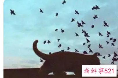 爱是理性还是感性