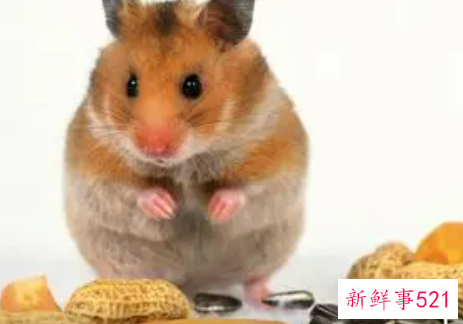 孕妇梦见老鼠死了是什么意思