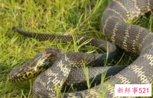 梦见蛇在生蛋是什么意思