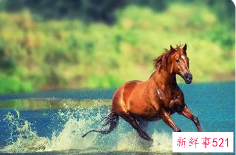 梦见兵荒马乱是什么征兆