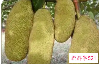 世界上最大的水果是啥