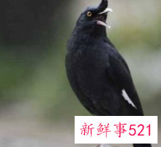 养什么小鸟便宜