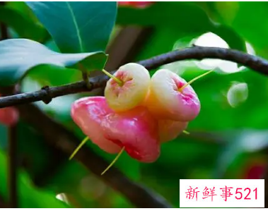 洋蒲桃的功效作用及药用价值