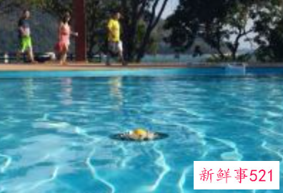 怎样才能让自己学会游泳