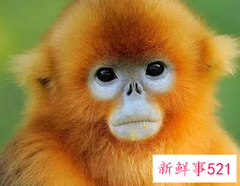 属猴佩戴什么生肖旺财