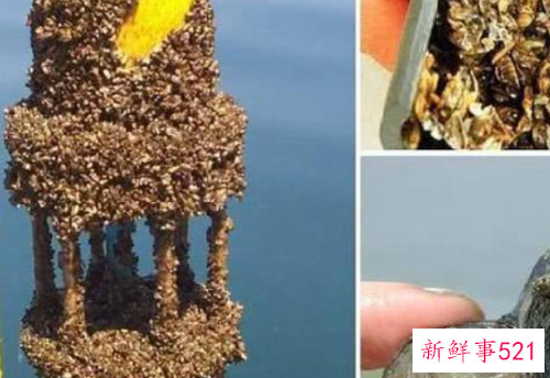 世界最臭名昭著的动物排行