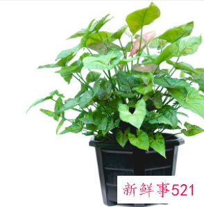 女士办公桌放什么花好