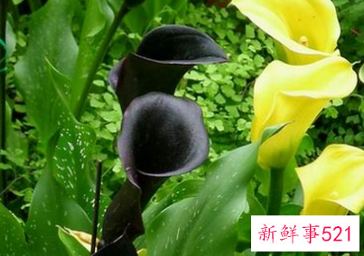 马蹄莲开花图片