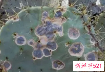 梦见仙人掌腐烂是什么意思