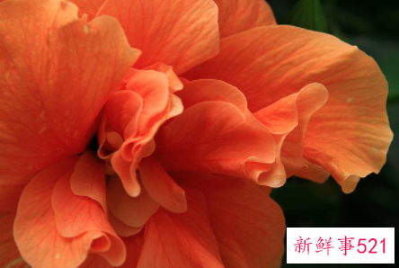 佛桑花和扶桑花区别